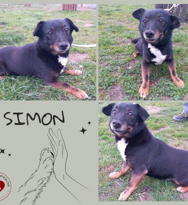 Mały i spokojny Simon 