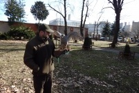 Sokolnik przy parku Tadeusza Kościuszki