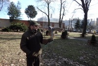 Sokolnik przy parku Tadeusza Kościuszki