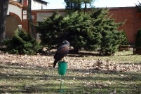 Sokolnik przy parku Tadeusza Kościuszki