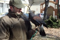 Sokolnik przy parku Tadeusza Kościuszki