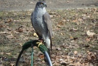 Sokolnik przy parku Tadeusza Kościuszki