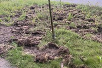 Tereny miasta Leszna blisko lasu często odwiedzane są przez dziki, które szukają tu pożywienia
