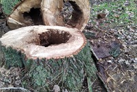 Spruchniałe fragmenty ściętych przy ul. Henrykowskiej drzew