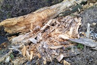 Spruchniałe fragmenty ściętych przy ul. Henrykowskiej drzew