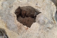 Spruchniałe fragmenty ściętych przy ul. Henrykowskiej drzew