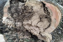 Spruchniałe fragmenty ściętych przy ul. Henrykowskiej drzew