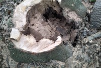 Spruchniałe fragmenty ściętych przy ul. Henrykowskiej drzew