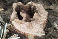 Spruchniałe fragmenty ściętych przy ul. Henrykowskiej drzew