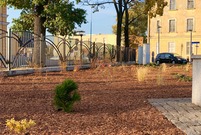 Nasadzenia na skwerze pod leszczyńskim szybowcem