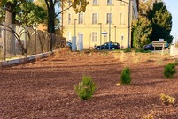 Nasadzenia na skwerze pod leszczyńskim szybowcem