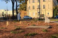 Nasadzenia na skwerze pod leszczyńskim szybowcem