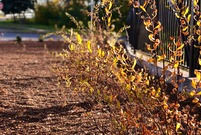 Nasadzenia na skwerze pod leszczyńskim szybowcem