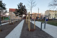 Nasadzenia na skwerze przy ul. Lipowej