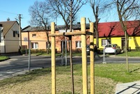 nasadzenia młode drzewko w osłonie z drewna