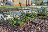 nowe nasadzenia krzewy