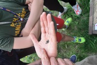 nasiona kwiatów na dłoni 