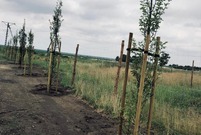 ulica Wilkowicka w Lesznie