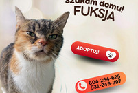 Plakat z kotkiem do adopcji i informacjami