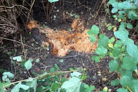 Sprzątanie po czwartkowej burzy w Lesznie