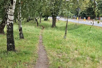 Nowa ścieżka wzdłuż Poznańskiej zostanie poprowadzona w taki sposób, by możliwie ograniczyć ingerencję w istniejącą zieleń - miejscami naprawę gęstą.