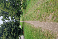 Ścieżka wzdłuż ulicy Ostroroga zostanie poprowadzona po stronie północnej i będzie miała szerokość 2,5 metra