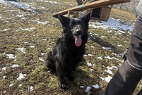 Nestia ze schroniska