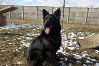 Nestia ze schroniska