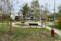 Nowe nasadzenia drzew w Lesznie. Plac Obrońców Warszawy.