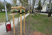 Nowe nasadzenia drzew w Lesznie. Plac Obrońców Warszawy.