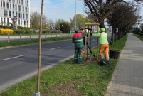 Nowe nasadzenia drzew w Lesznie. Ulica Mickciewicza.