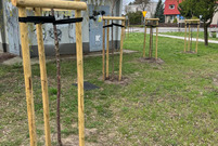 Nowe nasadzenia drzew w Lesznie. Plac Obrońców Warszawy.