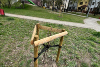 Nowe nasadzenia drzew w Lesznie. Plac Obrońców Warszawy.