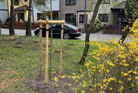 Nowe nasadzenia drzew w Lesznie. Plac Obrońców Warszawy.