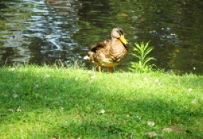 Zostawić kaczki w spokoju