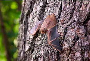 Uwaga! Wścieklizna!