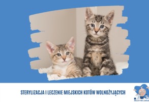 Sterylizacja i leczenie miejskich kotów wolnożyjących