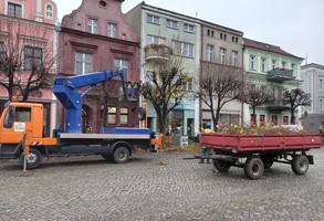Pielęgnacja drzew na Rynku