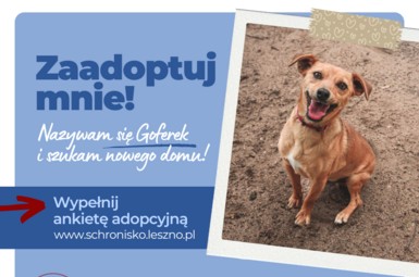 Słodki Goferek szuka domu!