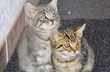 „Wielkopolska przyjazna zwierzętom” po raz trzeci