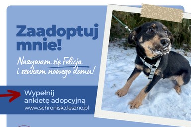 Felicja szuka ciepłego domu