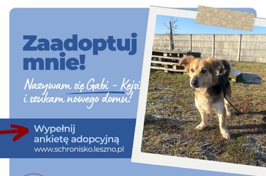 Gabi - Kejsi szuka domku!