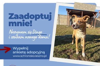Dingo szuka domu na zawsze