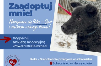Reks- Gret czeka na kochający domek