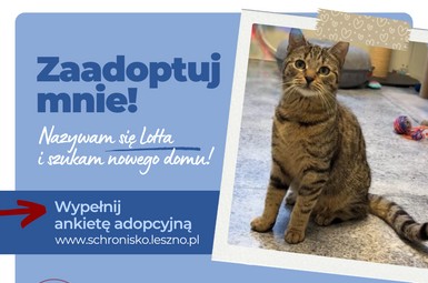 Lotta szuka domu! 