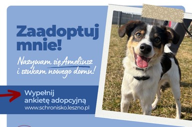 Szczeniak szuka domu!