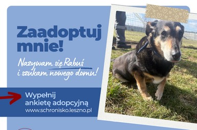 Rabuś czeka na adopcję