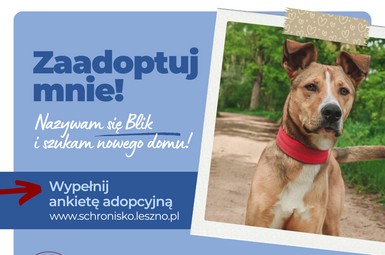Wesoły Blik szuka domu. 