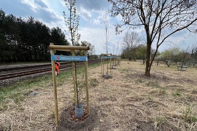 Nowe nasadzenia drzew w Lesznie i pielęgnacja zieleni