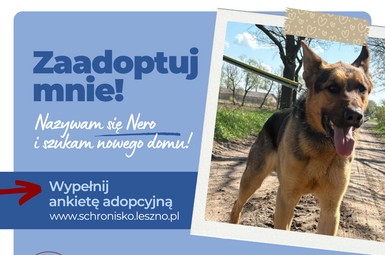 Nero szuka domu